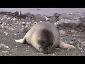 Amazing Encounter with an Adorable Elephant Seal Pup