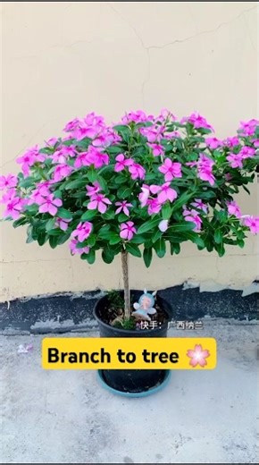 Branch se Bonsai Tak ka Safar 🌳 | Beautiful Tree Shape #shorts #bonsaidesign #ourplants #bonsai