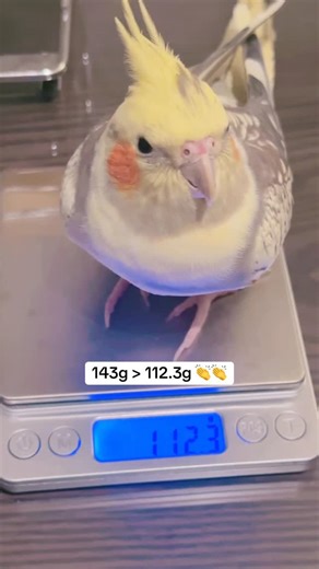 Bobo | 143g? Never met her. Bobo is a lean, mean, seed-portioning machine now. So proud of him! 👏 . . . #cockatiel #weigtloss #petbird | Instagram