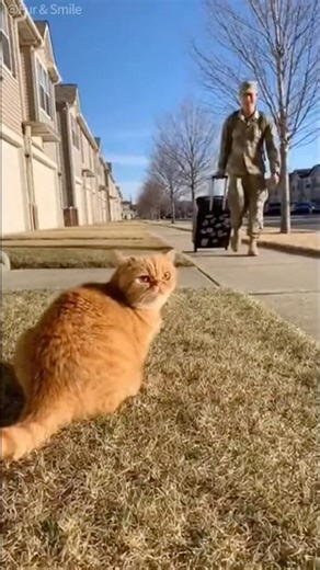 What happens when a cat sees its dad come home? #cat