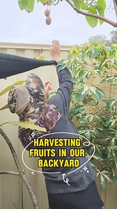 Harvesting fruits in our backyard. Nothing beats freshly picked home grown fruits 😋 #simplengbuhaysaqldaustralia #KaHalaman #plantita #fruits #fruitlover #growyourownfood #homegrownfruit #backyardgarden #harvesting #tamarillo #mandarin #macadamia #mandarin #Dalandan #guava #garden #fypシ #fbreels | Plantita Lyn in Oz