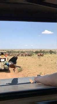 این بیابان دست‌نخورده خانه‌ی مشهور پنج حیوان بزرگ است: شیرها، فیل‌ها، کرگدن‌ها، پلنگ‌ها و گاومیش‌ها