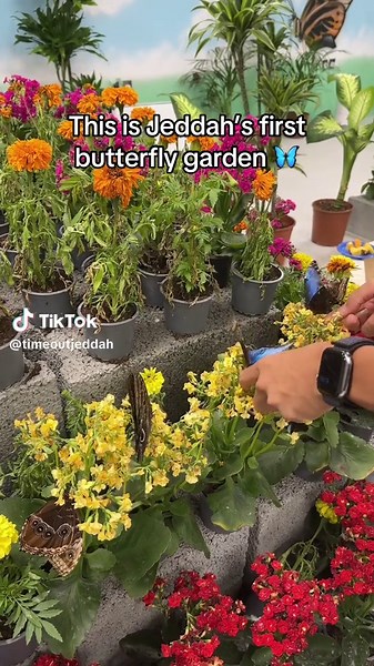 Jeddah’s first butterfly garden is as dreamy as it sounds 🦋 Get ready to connect with nature’s most beautiful creatures for only SAR20 per person You’ll get to see all the different rare butterflies up close – and if you’re brave you might be lucky enough to hold one 🤩 Remember to be gentle with the butterflies and follow the instructions for an enjoyable experience 🎟️SAR20 per person 📍Butterfly Garden, Aya Mall | Al Mohammadiyyah Open daily 3pm - 11pm #ButterflyGarden #Jeddah #JeddahUpdates