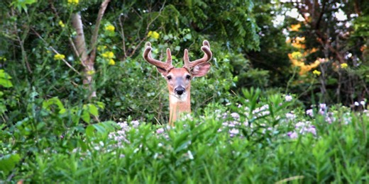 Virus spread by midges confirmed in a dead deer in Washington County