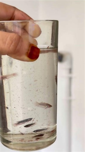 Betta babies