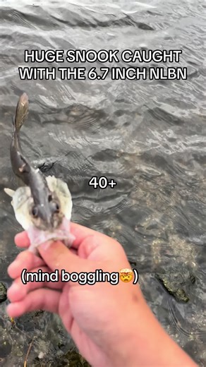 WARNING, this video contains GIANTS🤯#fishing #snook #nlbn #40inchsnook #pond @srq.coraa