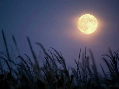 HARVEST MOON