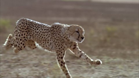 Watch what happens when a cheetah gets cornered