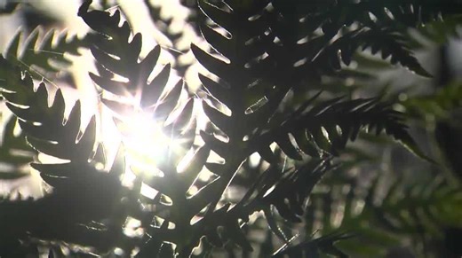 A closer look at California's fascinating ferns | Explore Outdoors