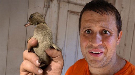 Experience the exciting arrival of our first baby ducks to the farm