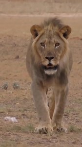 9.7K views · 113 reactions | Future kings of the Kalahari desert walks with pride #reels #life #viral #trend #video #travel #nature #africa #epic #kalahari #desert #kgalagadi #Namibia #Botswana #amazing #southafrica | African Bush Kingdom | Facebook
