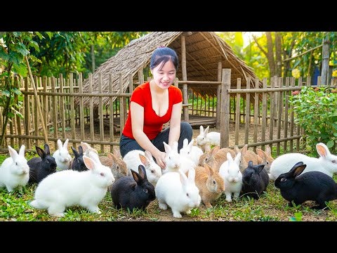 Unexpected Harvest of Breeding Rabbits in the Wilderness | Building a Rabbit Hutch at Home