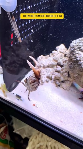 Lookwithnature on Instagram: "Mantis shrimps are powerful predators of the oceans. With their punch-like, incredibly fast strikes, they can incapacitate their prey in just a thousandth of a second. Their eyes are highly developed, capable of seeing ultraviolet light with 16 different color receptors. With their strength and colorful eyes, they are among the most fascinating creatures in marine life. #science #nature #lookwithnature #discovery #hunting"