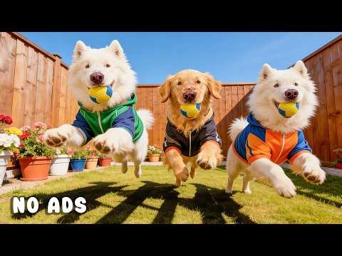 24 Hours of Dog TV for Dogs to Watch 🐕🎶 Relaxation Music for Dogs & Emotional Balance 🌱🐾