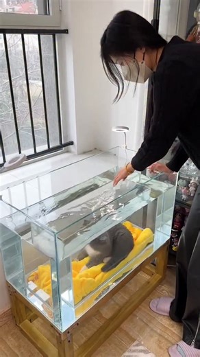 Pillu Pedia on Instagram: "Owner Builds a Dream Aquarium for Her Cat 😻🐠 This cat loved watching fish so much that her owner decided to make her dream come true. She carefully measured her cat’s size, went to a glass workshop, and got a custom aquarium made with little passages so the cat could move in and out easily. Then she built a wooden stand, polished it, and filled the aquarium with sand, toys, and water. The moment it was ready, the cat jumped inside with pure joy, as if she had found h