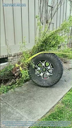 Vegetationsbeseitigung mit Hilfe einer Seilwinde! Mechanisierte Geländesäuberung