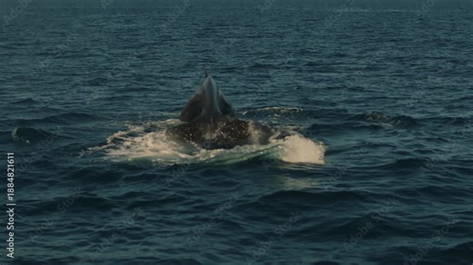 Spectacular view of whale swimming in sea bay. Whale dives into water revealing its back with fin and enormous tail with white spots. Concept of a popular form of tourism