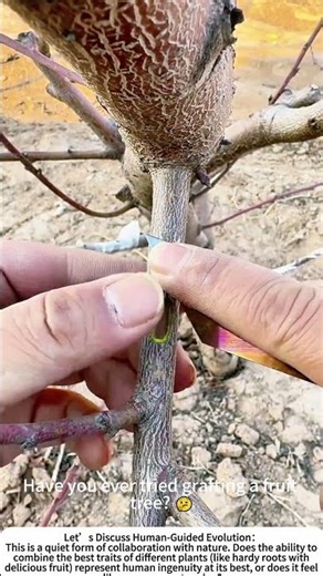 The Art of Grafting: Creating a New Fruit Tree 🌳