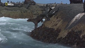 Predator Fails E03 Deep Water Death Match (720p).mkv