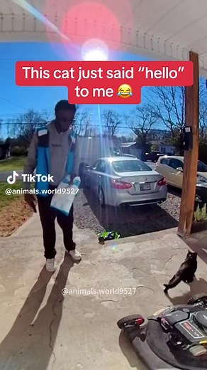 Funny Talking Cat Video - Hilarious Moments with Izzy the Cat