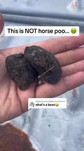 129K views · 730 reactions | Gelding #horse care 101 #farmlife What are Beans? | Billythebadasshorse | Facebook