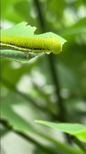 Catopsilia pyranthe Caterpillar