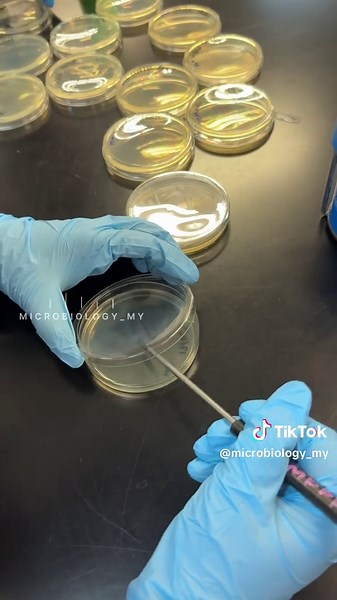 Streaking & Agar plug transfer #microbiology #microbiologylab #education #microbiologystudents #LearnOnTikTok #UMT #laboratory #student #microscope #FPSM