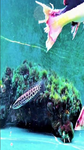 🐢 The Most Terrifying Turtle You’ve Never Seen #turtle #alligatorsnappingturtle