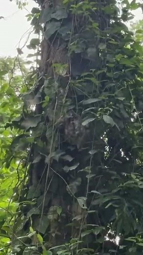 🦥 Can You Spot the Sloth?