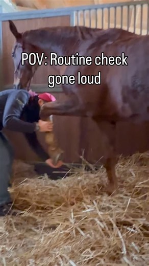 Bartolomeo Cavina Veterinary Physiotherapist on Instagram: "The power of a thorough Assessment. 🛠️🐎 A loud release is satisfying, but the real work happens during the evaluation. You cannot fix what you haven’t accurately assessed. In this video, I’m performing a systematic check of the front limb’s biomechanics: 🔍 Palpation: Identifying hidden tension in the soft tissues and joint capsules. 🔍 Range of Motion (ROM) Testing: Pushing the limb to its functional limits to find where the restrict