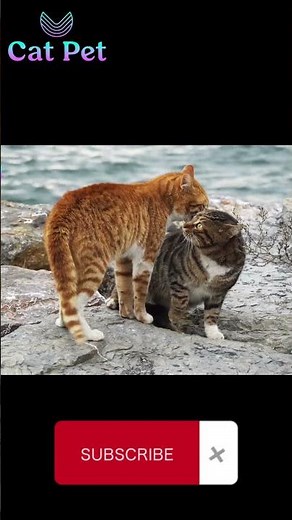 cats mating, Male and Female cats meeting for the first time #cat
