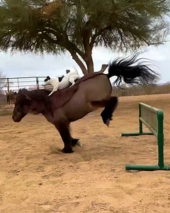1.1M views · 31K reactions | When a pony and a dog become best friends!  | Animal Lovers | Facebook