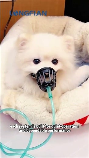 Pet oxygen therapy at home!