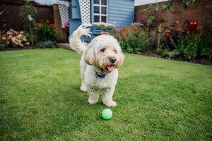 These dog-friendly Airbnbs are perfect for a holiday with the whole family