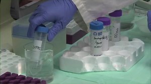 Tracking Neutrophil Intraluminal Crawling, Transendothelial Migration and Chemotaxis in Tissue by Intravital Video Microscopy