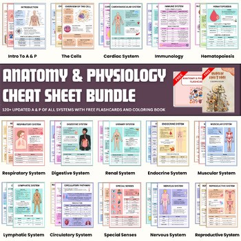 Anatomy & Physiology Bundle Notes & Worksheets | Coloursheets and Flashcards PDF