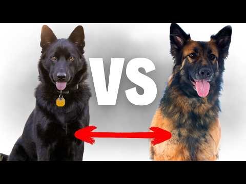 Best German Shepherd? East German DDR vs Czech Working Line