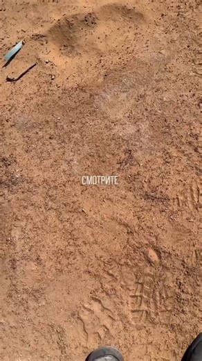 Une tique qui te court après comme un mini-Terminator…Voilà la tique Hyalomma. Ce sont des tiques typiques d’Afrique, d’Asie centrale et du Moyen-Orient qui s’étendent naturellement vers le sud de la Russie depuis quelques années.Leur comportement est normal pour l’espèce : contrairement aux tiques forestières classiques qui attendent passivement dans l’herbe, les Hyalomma sont des chasseuses actives. Elles voient la chaleur, la vibration de leur proie de loin et courent après. C’est leur mode o