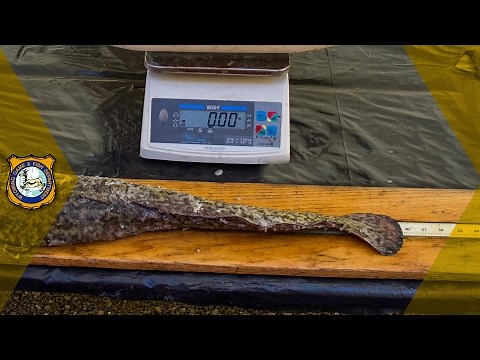 How To Measure A Fish