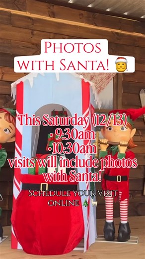 🎅✨ Photos with Santa this Saturday! (12/13) ✨🎅 Join us for a magical morning at the ranch — we’re offering two special Christmas tours at 9:30am and 10:30am, and Santa photos are INCLUDED with every reservation! Visits include a 40-minute reindeer (alpaca) walk through our Winter Wonderland — over 100 Christmas trees, 50 alpacas, and magical photo spots everywhere. ❄️🦙🎄 After your tour, enjoy complimentary Santa photos in our stunning Christmas backdrop (as shown in this reel! ✨). 🎟 Visits 