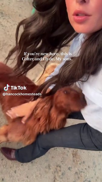 Golden Retriever & Irish Setter Puppies Playtime