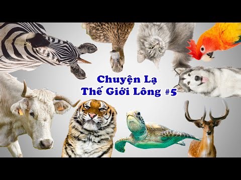 Animal Moments #_5 Rùa, Hổ, Vịt Cạnh Tranh Ngôi Vị Sống Chậm, Sống Chill trong #chuyệnlạthếgiới