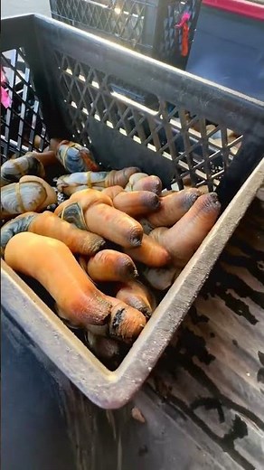 World’s Toughest Farming: Geoduck (7–10 Years to Harvest) #geoduck #aquaculture