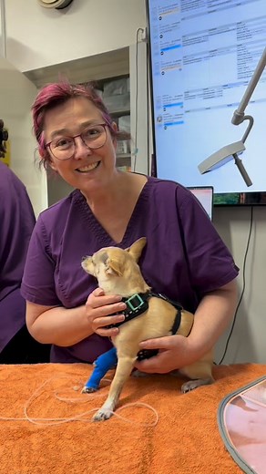 36 reactions · 3 comments | We recently had a very special patient visit for a Stage 1 Dental Procedure, Dr Sandra’s dog, Joe!  Joe can be a little anxious at the vet, so our team made sure his day was calm and stress-free from start to finish. We thought this was the perfect opportunity to take you behind the scenes and show what happens when your pet comes in for a dental at Summer Hill Village Vet 醴瘟 | Summer Hill Village Vet | Facebook