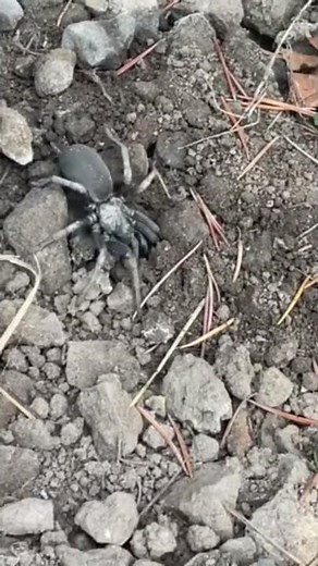 Meet the shy homebody of the spider world: California Trapdoor Spider