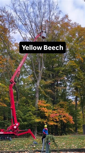 #woodworking #woodworkingschool #sawmill #millwood #woodworkingcommunity @kenpagefurniture | Wendell Castle Workshop