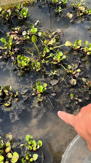 How to fishing secret betta fish on dry season at remote big lake #bettafish #beautiful #fishing