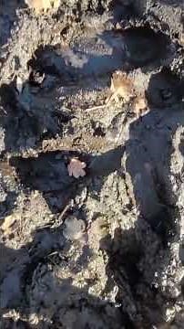 Covering my bare feet completely in mud and walking back without shoes #natureasmr #muddyfeet
