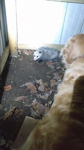 Dog vs Possum