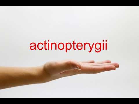 How to Pronounce actinopterygii - American English